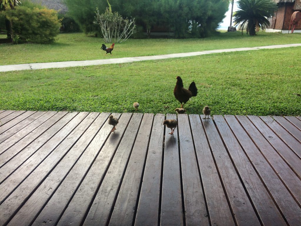 chickens_moorea